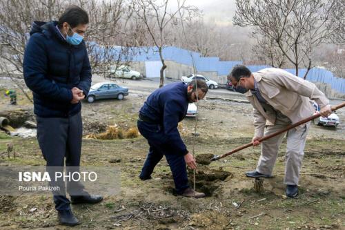 جابجایی 1200 اصله درخت در جنوب تهران