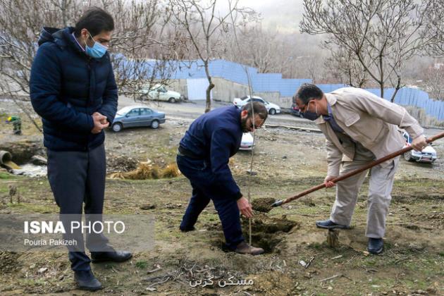جابجایی 1200 اصله درخت در جنوب تهران
