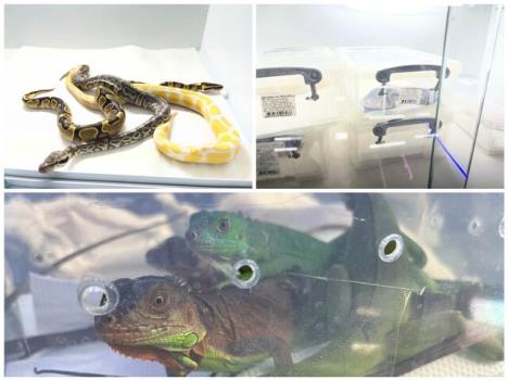 کشف و ضبط ۱۳ گونه غیر مجاز حیات وحش در یکی از آکواریوم فروشی های تهران