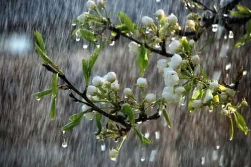 پیش بینی رگبار و رعدوبرق در نوار شمالی کشور